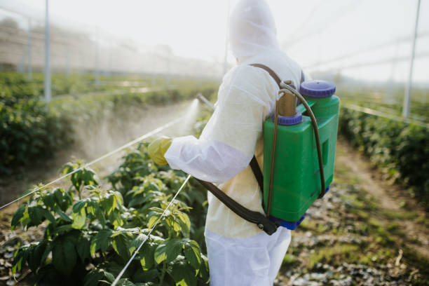 Best Termite Control Services  in Forestbrook, SC
